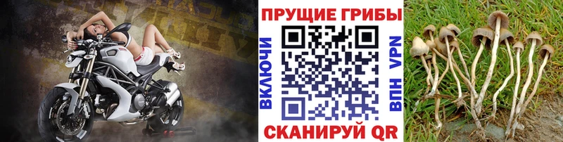 Галлюциногенные грибы Psilocybe  Оленегорск 
